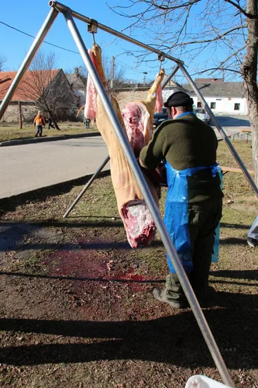 III. Falusi disznóvágás beszámoló fotókkal