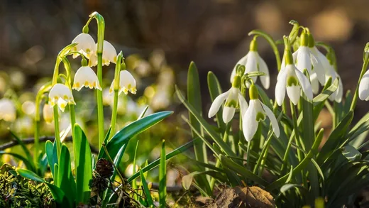 '"Tavasz Hírnökei" Tőzike és hóvirág látogató túra' cikk borítóképe