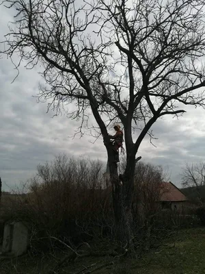  2db beteg akác és 1db beteg diófa, alpintechnikával és csörlő segítségével