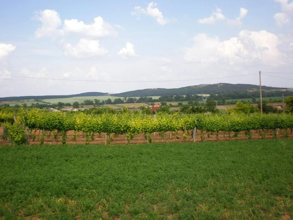 Szőlőhegy Fotók