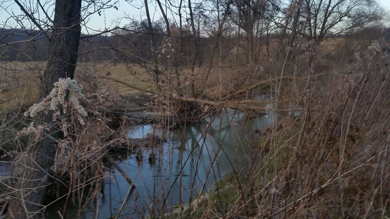 Hódok munkássága Porván