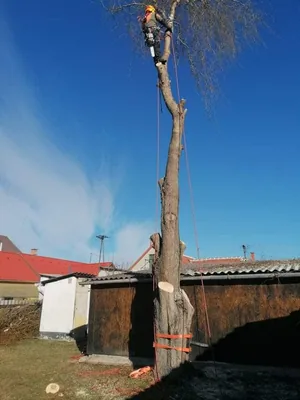 Fűzfa kivágása alpintechnikával!