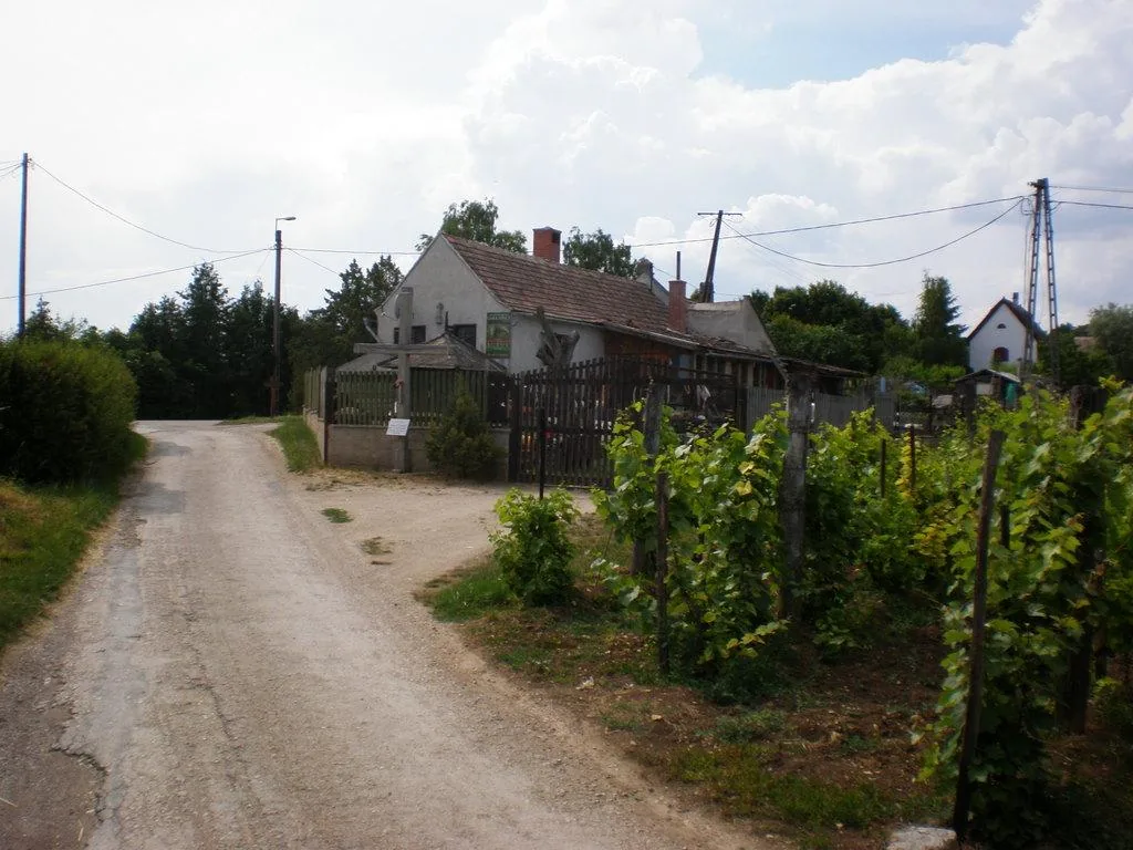 Szőlőhegy Fotók