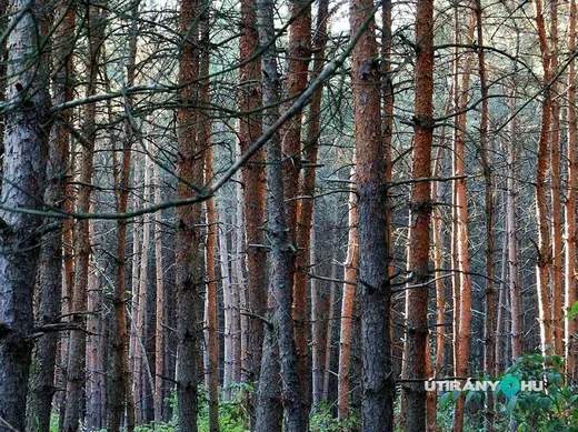 'Ősfenyves' cikk borítóképe