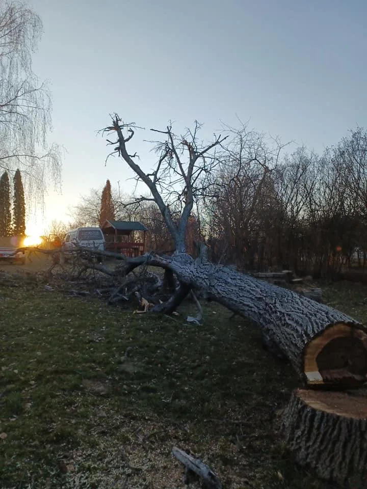 2db beteg akác és 1db beteg diófa, alpintechnikával és csörlő segítségével