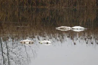 Tömeges hattyúpusztulás Sárospataknál borítóképe