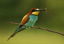 Hölgykő vára borítóképe