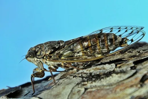 'Kabóca a hangos zenész' cikk borítóképe