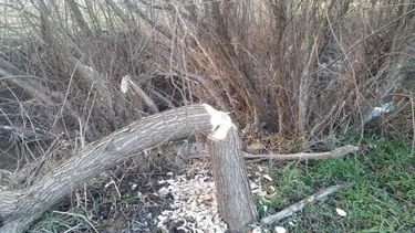 Hódok munkássága Porván