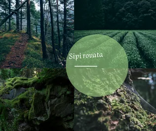 Sipi rovata borítóképe