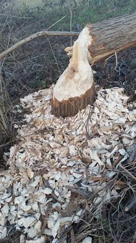 Hódok munkássága Porván