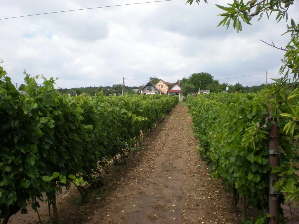 Szőlőhegy Fotók