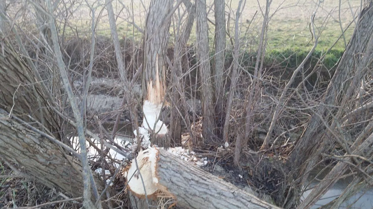 Hódok munkássága Porván