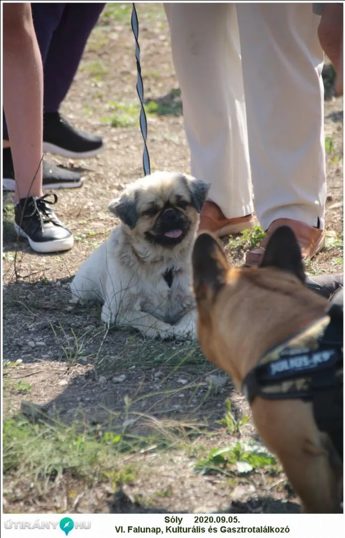 Falunap 2020, Fotó: Útirány.hu