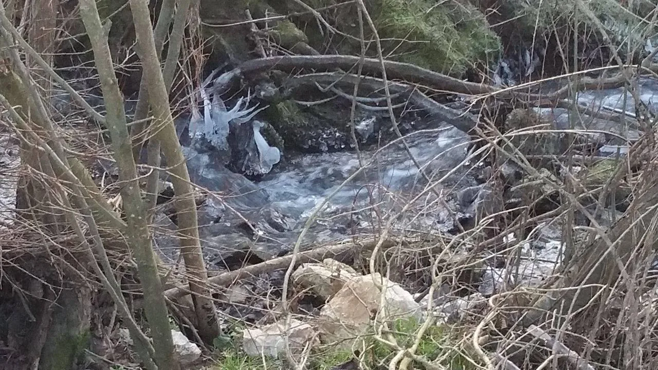 Hódok munkássága Porván