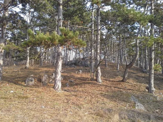 'VI. Tündér-hegyi terepfutó és teljesítménytúra' cikk borítóképe