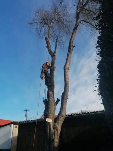 Fűzfa kivágása alpintechnikával!