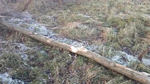 Hódok munkássága Porván