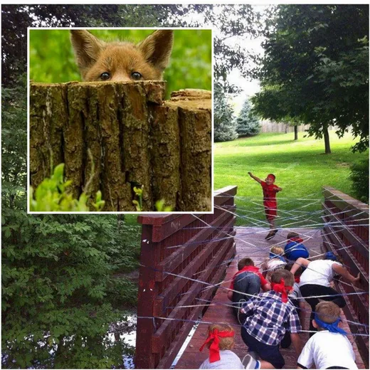 'Bakonyi erdőleső tábor' cikk borítóképe