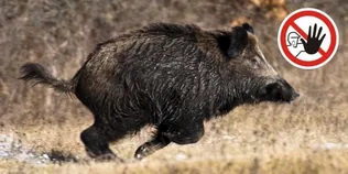 Terelő vadászat borítóképe