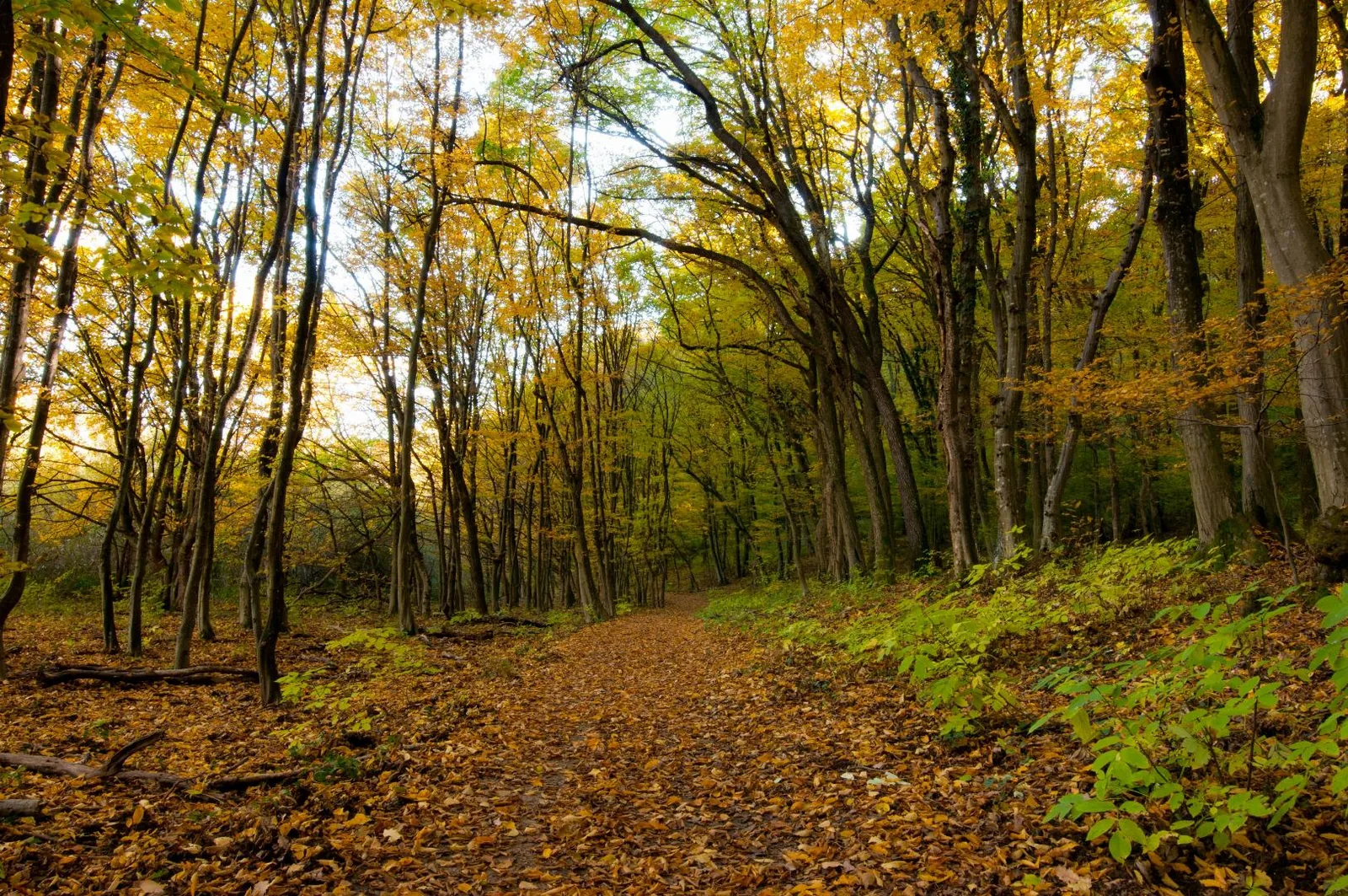 Fotó: Pesty Márton