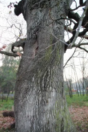 Öreg Tölgy