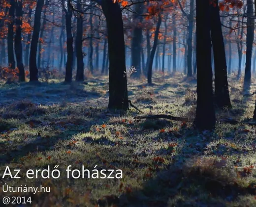 'Az erdő fohásza' cikk borítóképe