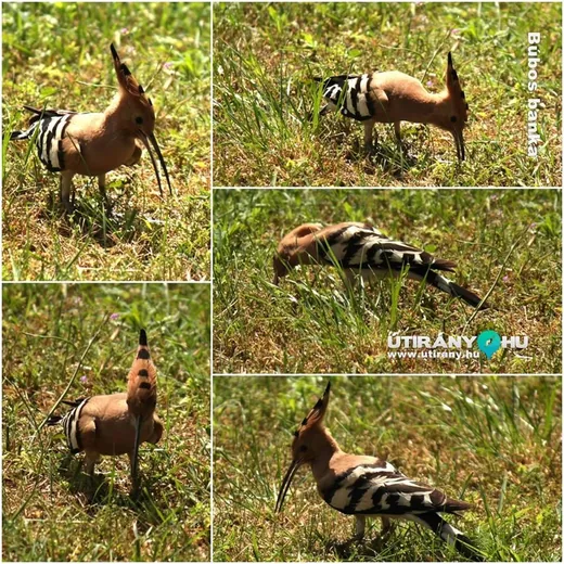 '2015-ben az év madara.' cikk borítóképe