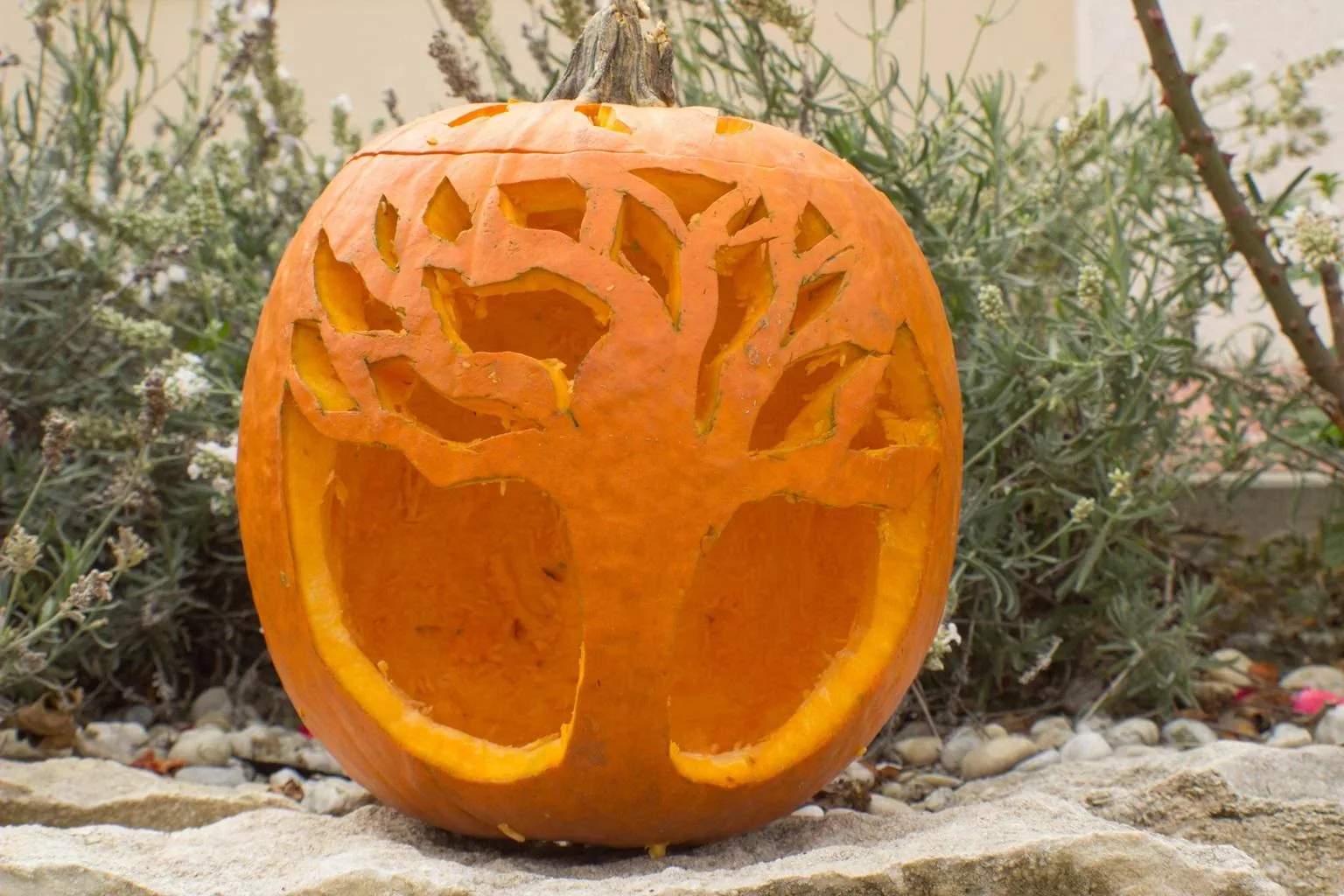 Tökfesztivál 2018. Képek: Babai Lalinda