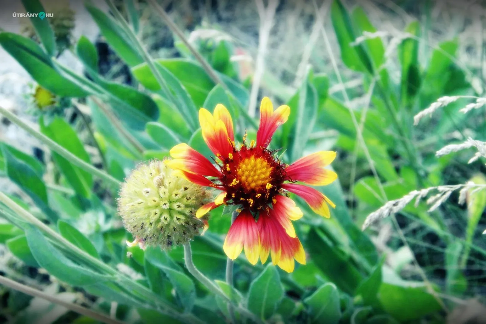 Falunap 2019 / Fotók: Útirány.hu