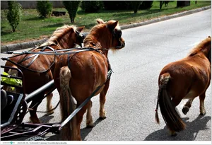 Fotók, Útirány.hu