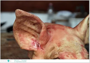 III. Hagyományos disznótor / Képek: Útirány.hu