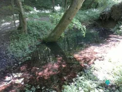 Tiszta-víz-forrás borítóképe