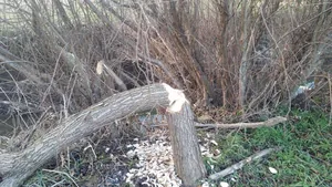 Hódok munkássága Porván