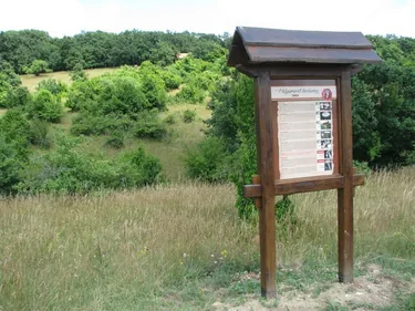 Képek (forrása internet)