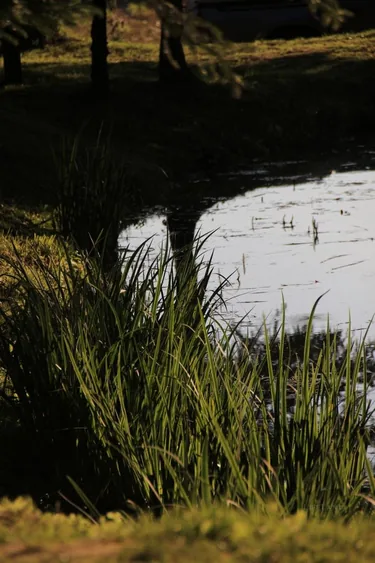 Szent-kút (Borostyán-kút)