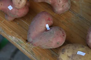 Kora délután, fotók: BakonyiHírek