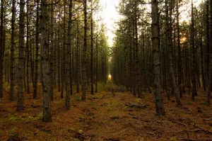 Fotó: Pesty Márton