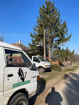 Fenyő és nyárfák kivágása kosaras autóval, alpintechnikával és csörlő segítségével