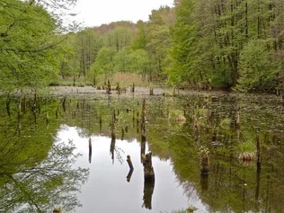A Magas-Bakony rengetege, az Origó szemével borítóképe