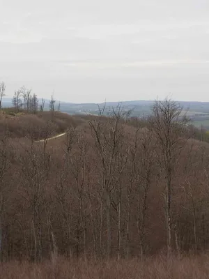 Fotók, Vadon Vándorai 