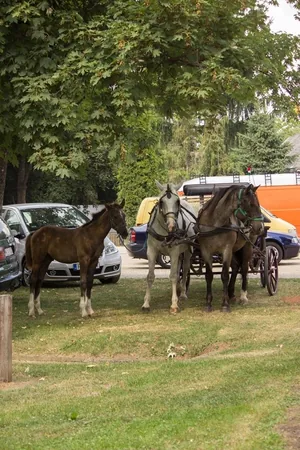Nyárbúcsúztató főzőverseny, Fotó: Babai Lalinda