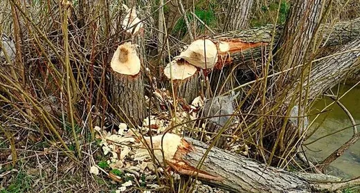 'Munkálkodnak a hódok' cikk borítóképe