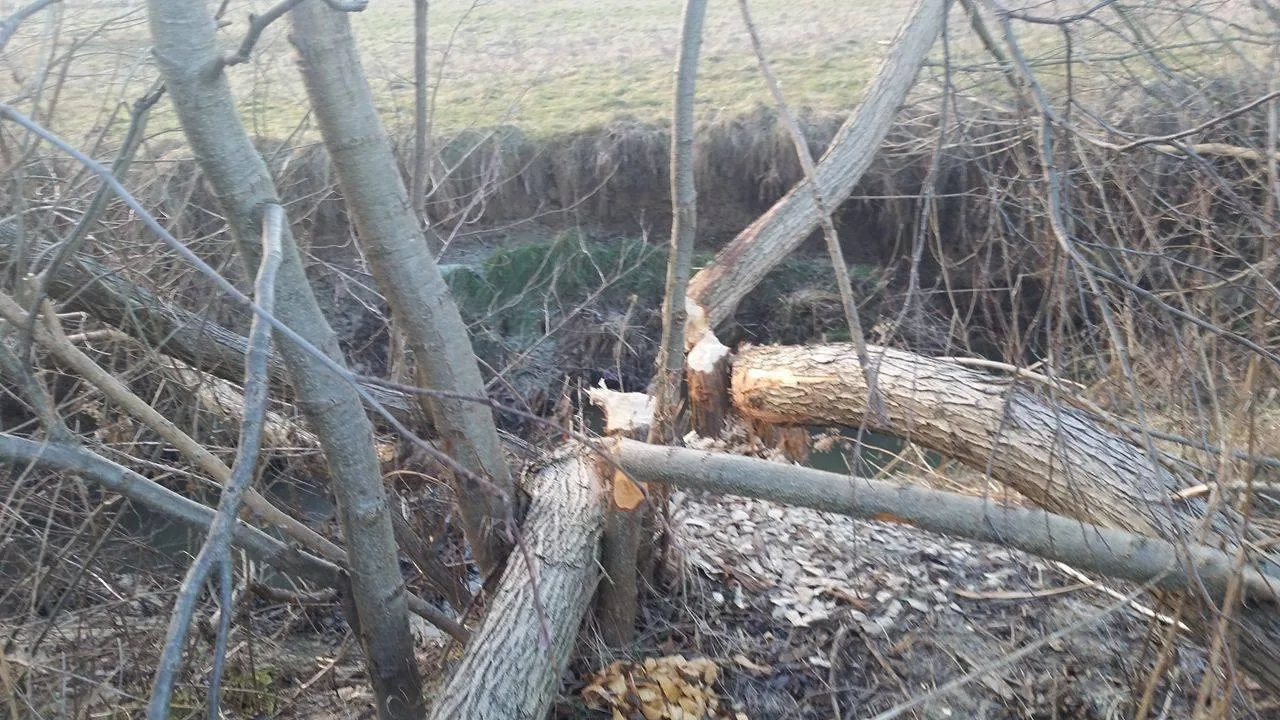 Hódok munkássága Porván