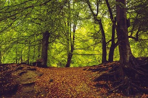'Erdő látogatásának korlátozása' cikk borítóképe