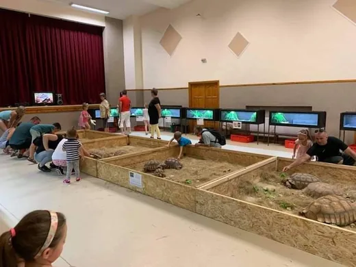 'Óriásteknős kiállítás Öskün' cikk borítóképe