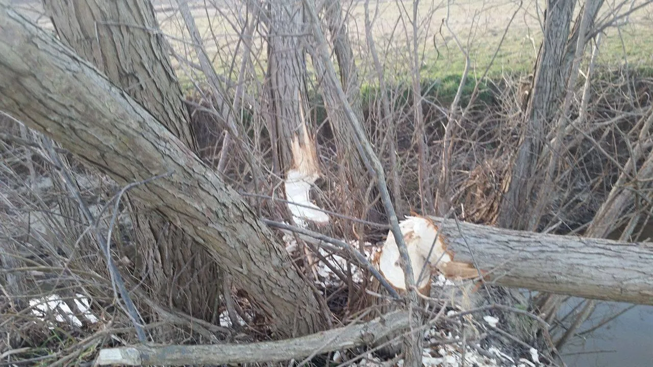 Hódok munkássága Porván