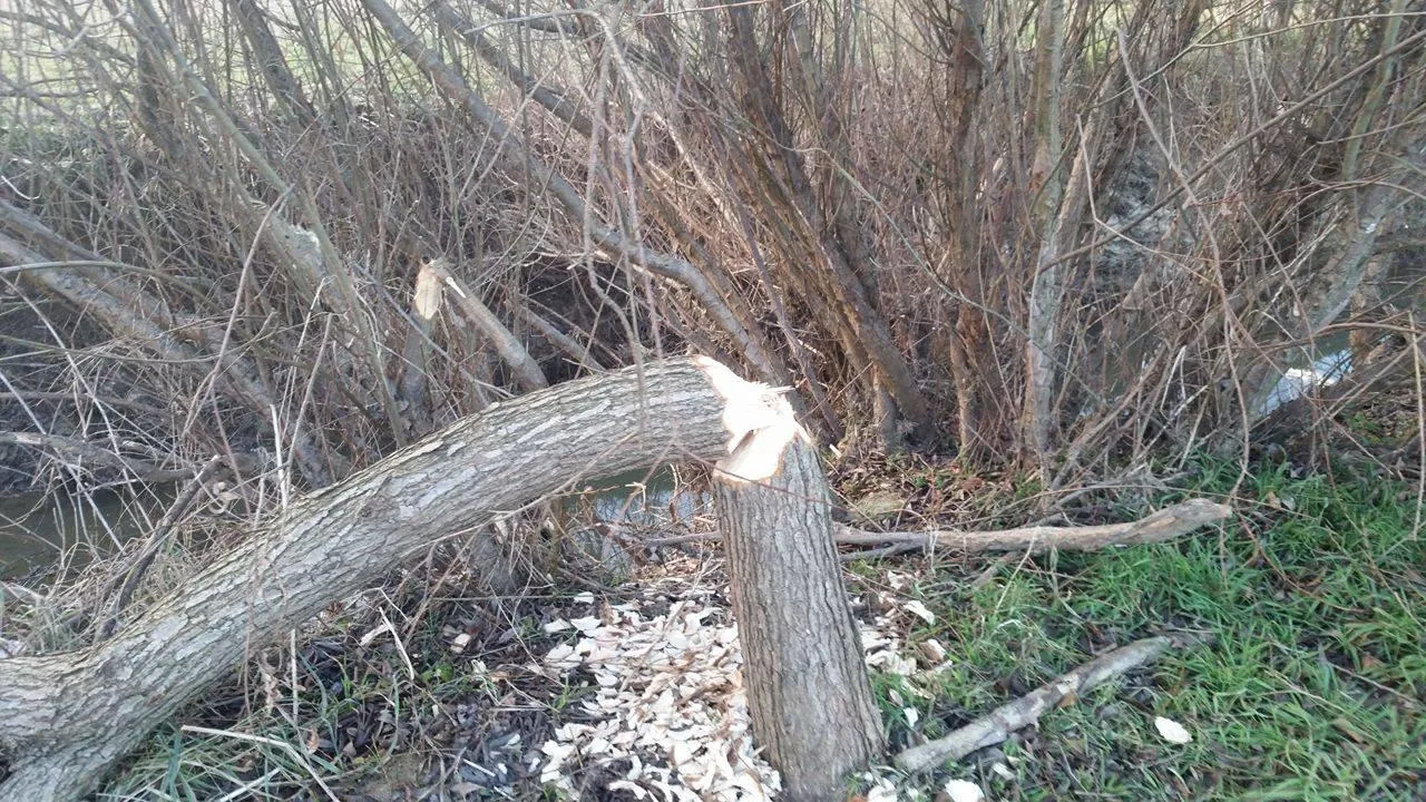 Hódok munkássága Porván