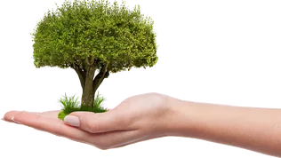 Országfásítási program Bakonynánán borítóképe