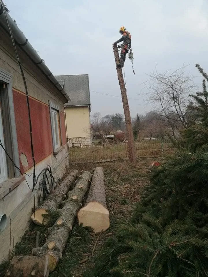 Fenyő és nyárfák kivágása kosaras autóval, alpintechnikával és csörlő segítségével